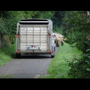 Die Schafe auf dem Radweg konnten wir nicht überholen
